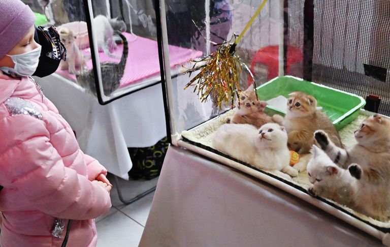 Девочка у переноски с кошками на выставке КоШарики-Шоу в Москве Девочка у переноски с кошками на выставке КоШарики-Шоу в Москве