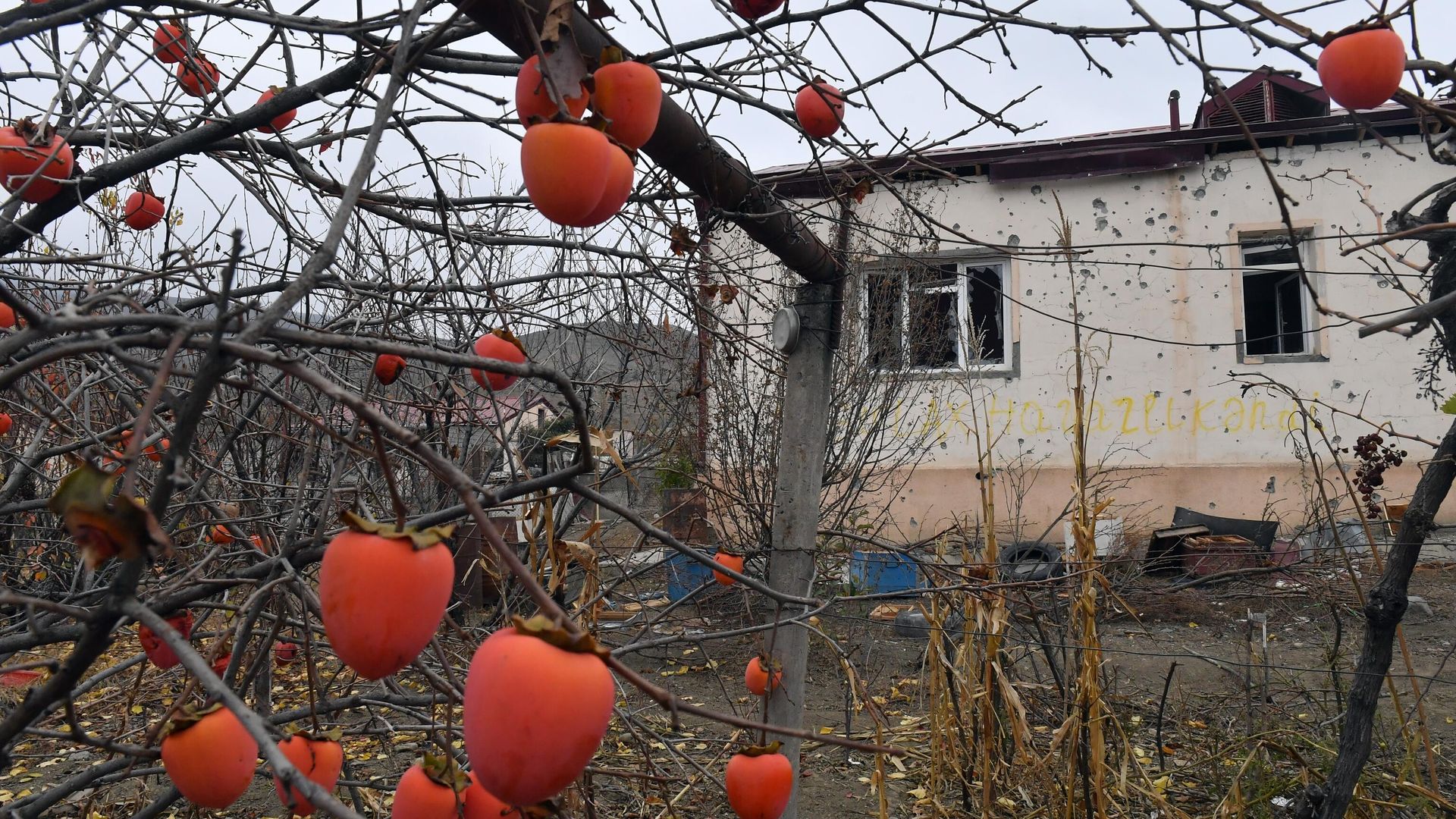 Плоды хурмы в саду перед разрушенным домом в селе Талыш Тертерского района Азербайджана Плоды хурмы в саду перед разрушенным домом в селе Талыш Тертерского района Азербайджана - РИА Новости, 1920, 27.11.2019