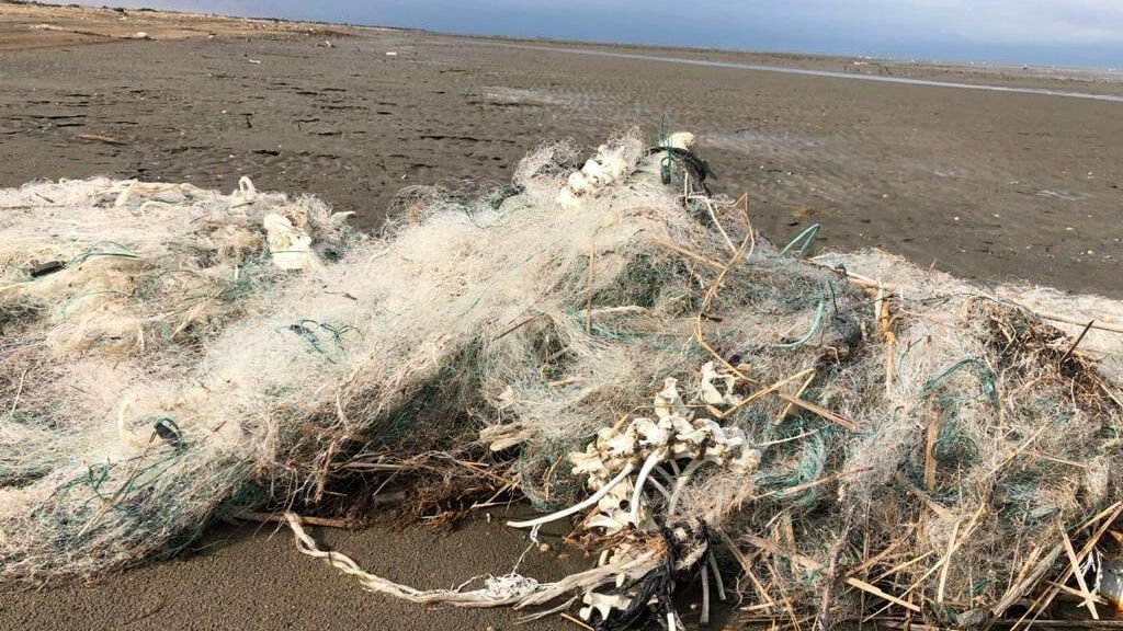 Сети на побережье Каспийского моря, где были обнаружены мертвые тюлени Сети на побережье Каспийского моря, где были обнаружены мертвые тюлени - РИА Новости, 1920, 26.01.2021