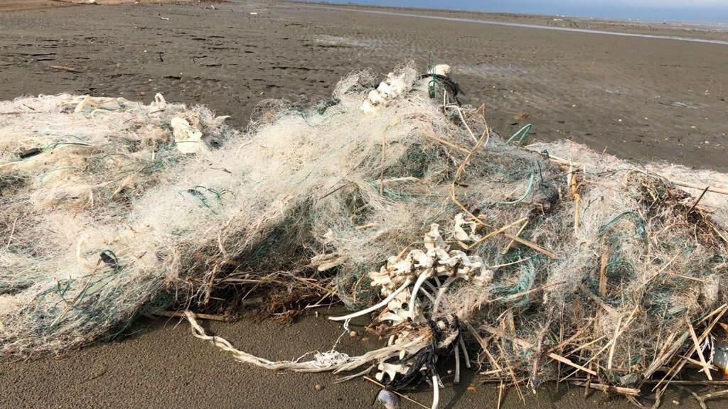 Сети на побережье Каспийского моря, где были обнаружены мертвые тюлени Сети на побережье Каспийского моря, где были обнаружены мертвые тюлени - РИА Новости, 1920, 25.05.2021