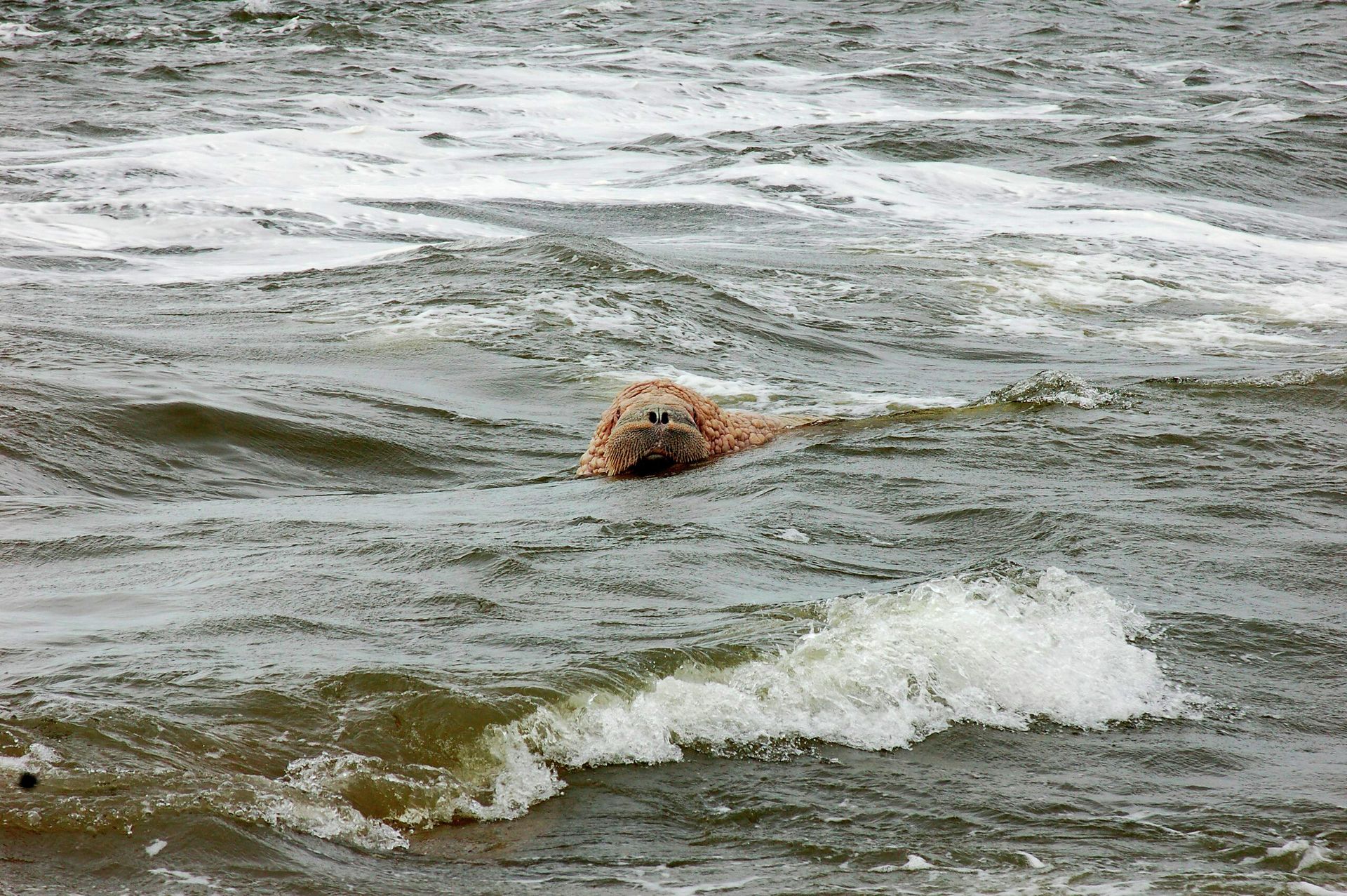 Морж в воде Морж в воде - РИА Новости, 1920, 01.04.2021