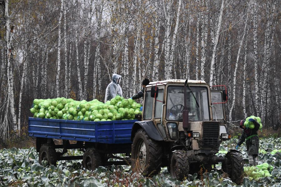 Уборка урожая белокочанной капусты на полях СХП Мичуринец в Новосибирской области Уборка урожая белокочанной капусты на полях СХП Мичуринец в Новосибирской области