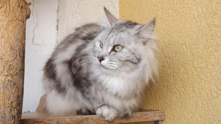 Курильский бобтейл