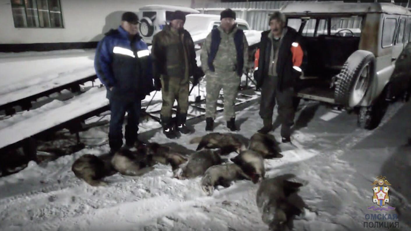 Омские полицейские выявили факт незаконной охоты на барсуков - РИА Новости, 1920, 12.12.2020