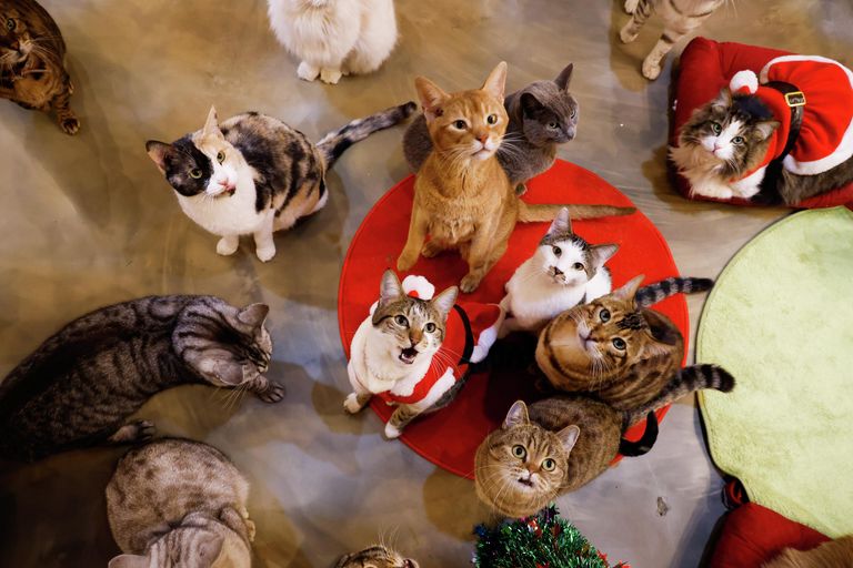 Коты в саду любителей кошек Catgarden в Сеуле, Южная Корея Коты в саду любителей кошек Catgarden в Сеуле, Южная Корея