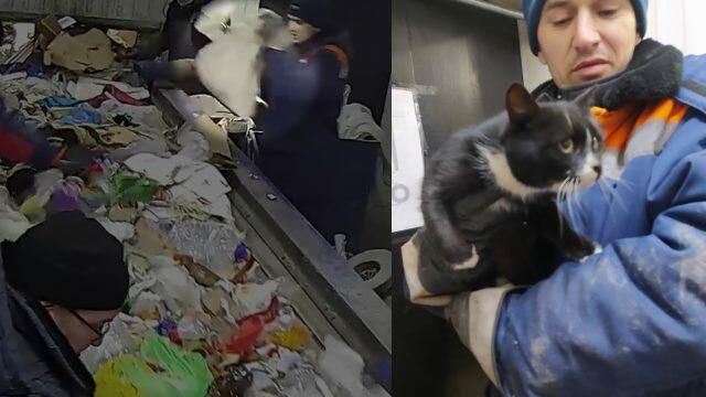 В Ульяновске рабочие спасли выброшенного в мусор кота В Ульяновске рабочие спасли выброшенного в мусор кота - РИА Новости, 1920, 22.12.2020