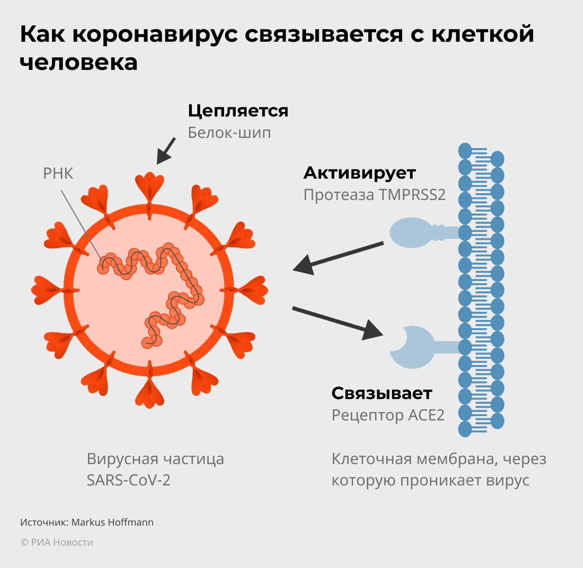 Как коронавирус связывается с клеткой человека