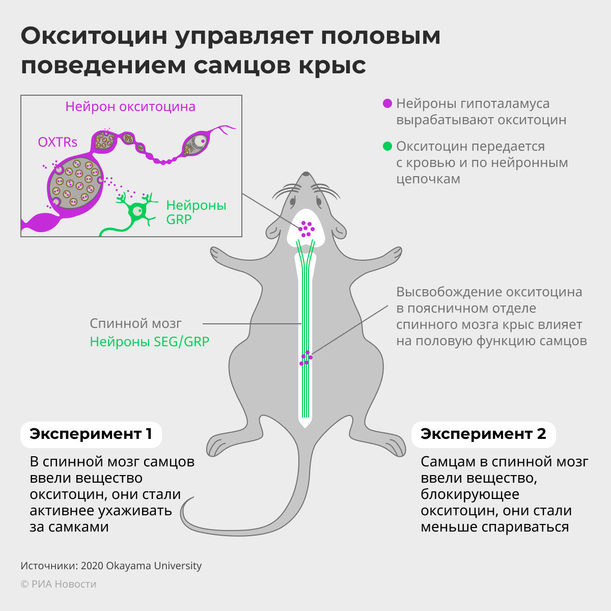 Окситоцин, вырабатываемый в гипоталамусе, активирует нейроны спинального генератора эякуляции (SEG) посредством взаимодействия рецепторов окситоцина (OXTRs) с нейронами гастрин-высвобождающего пептида (GRP).Окситоцин управляет половым поведением самцов