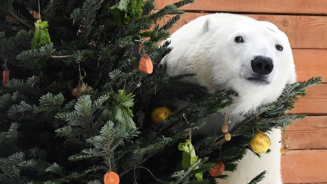 Белая медведица получила новогодний подарок Белая медведица получила новогодний подарок