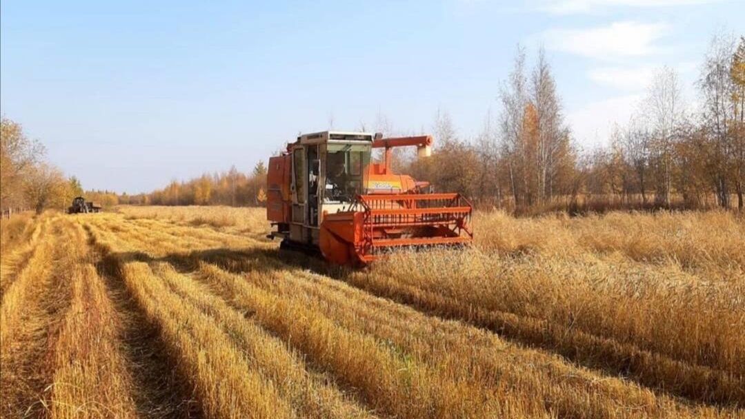 Сбор зерна в Вилюйском районе Республики Саха (Якутия) Сбор зерна в Вилюйском районе Республики Саха (Якутия) - РИА Новости, 1920, 14.01.2021