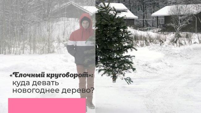 Елочный круговорот: куда девать новогоднее дерево? Елочный круговорот: куда девать новогоднее дерево?