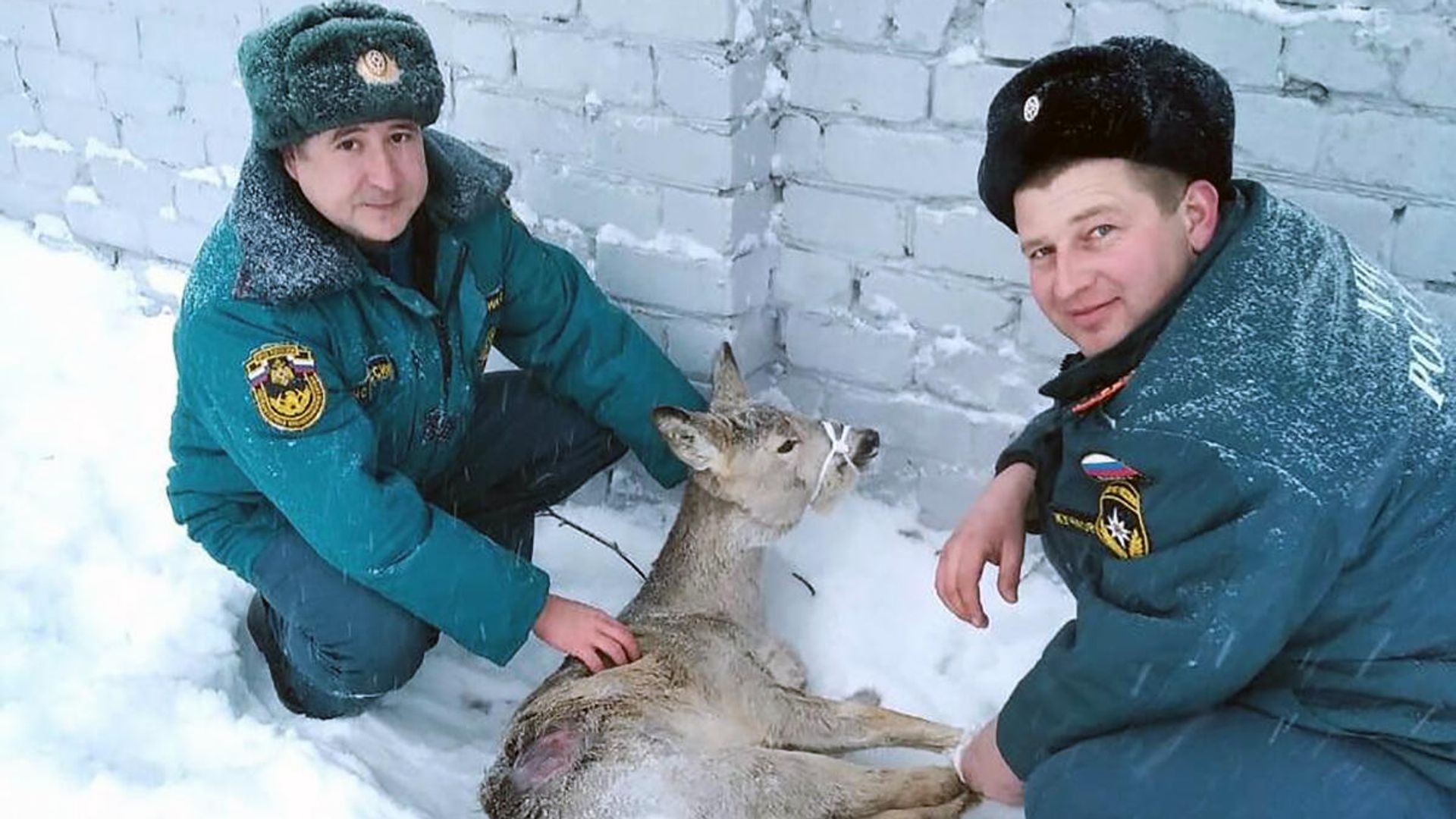 Сотрудники МЧС со спасенной косулей Сотрудники МЧС со спасенной косулей - РИА Новости, 1920, 18.01.2021