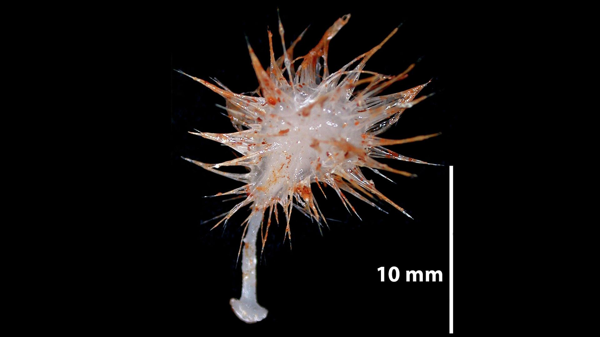 Lycopodina hystrix Lycopodina hystrix - РИА Новости, 1920, 19.01.2021