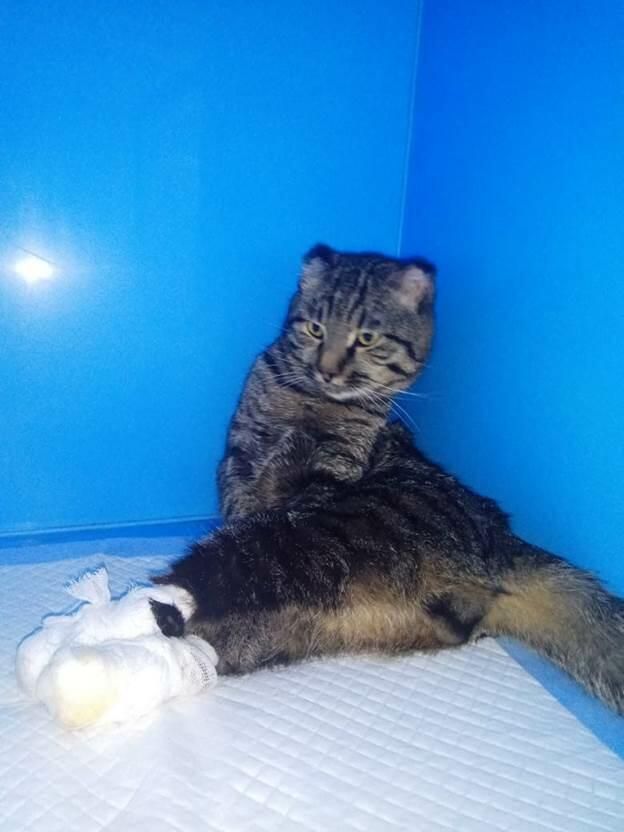 Кот Морозко из приюта для животных на Чукотке Кот Морозко из приюта для животных на Чукотке - РИА Новости, 1920, 21.01.2021