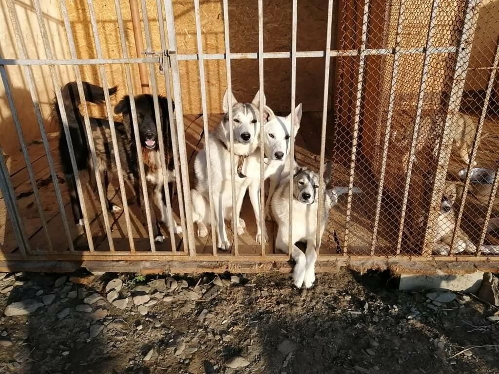 Собаки в приюте для животных на Чукотке Собаки в приюте для животных на Чукотке - РИА Новости, 1920, 21.01.2021