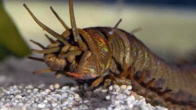 Современный гигантский морской червь Eunice aphroditois Современный гигантский морской червь Eunice aphroditois - РИА Новости, 1920, 21.01.2021