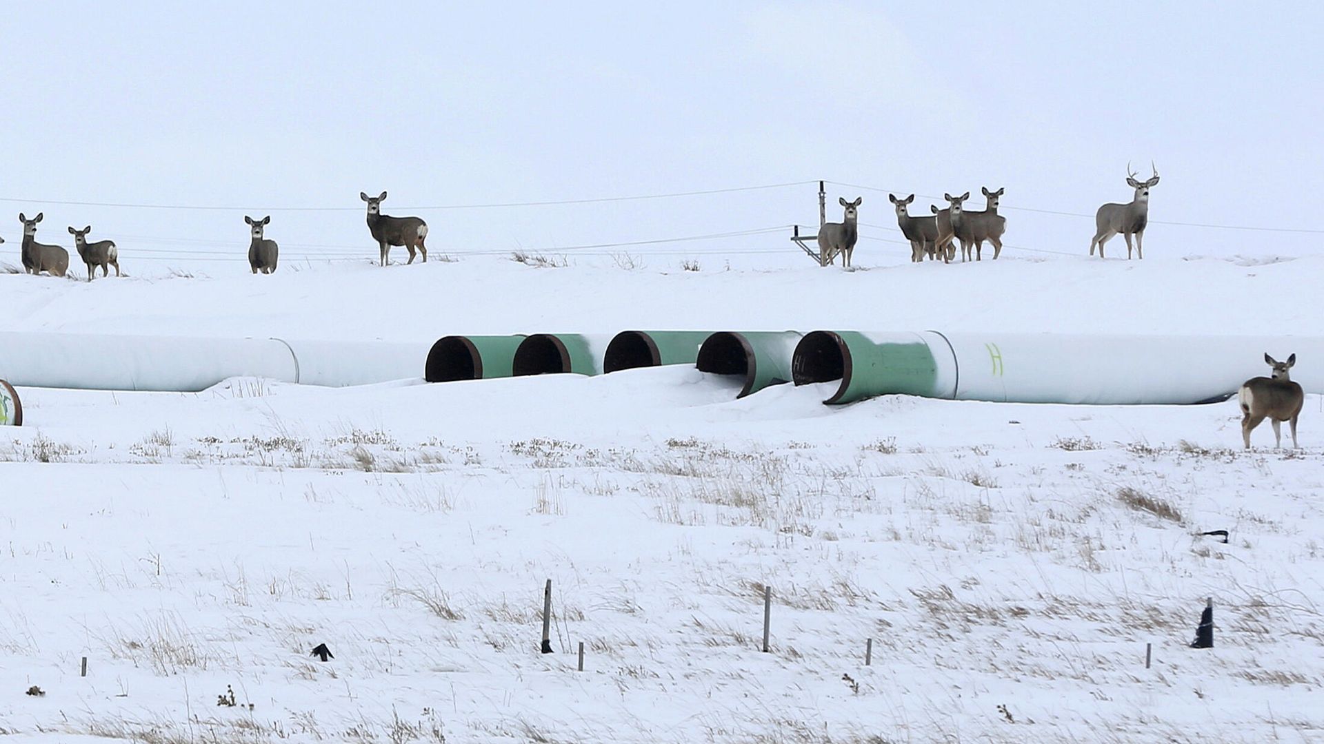 Трубы для нефтепровода Keystone XL в Гаскойне, Северная Дакота Трубы для нефтепровода Keystone XL в Гаскойне, Северная Дакота - РИА Новости, 1920, 26.01.2021