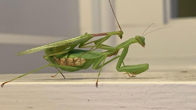Самка и самец богомола Miomantis caffra