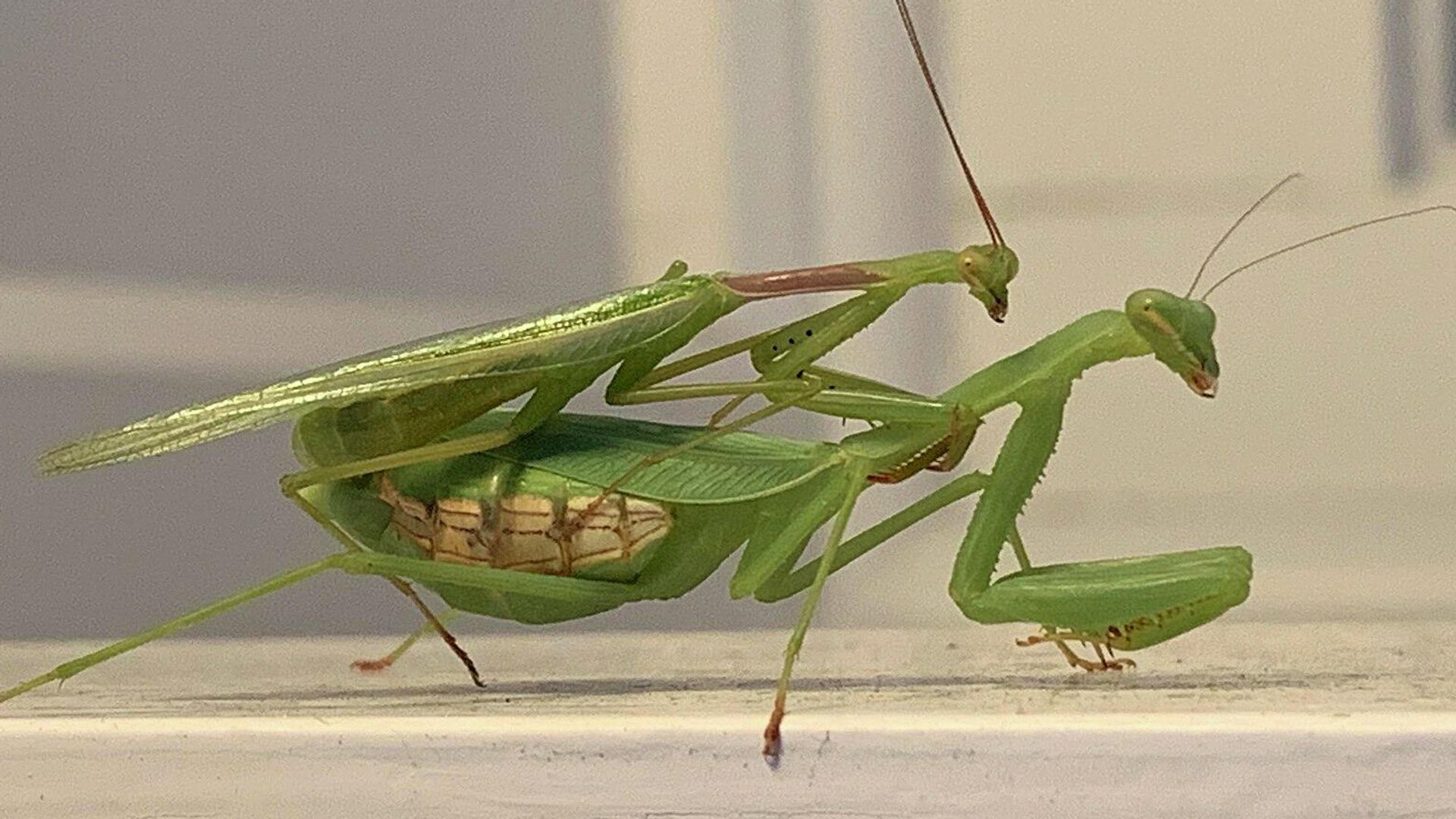 Самка и самец богомола Miomantis caffra Самка и самец богомола Miomantis caffra - РИА Новости, 1920, 05.07.2024