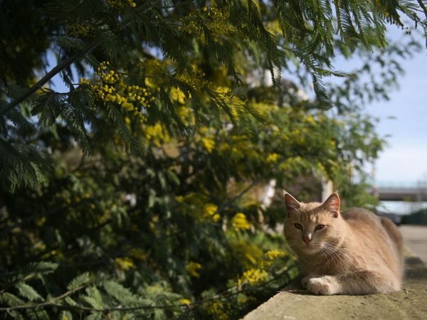 Уличная кошка под цветущим деревом мимозы в Сочи