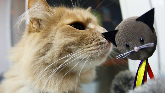 Кот в котокафе Кис-кис в Красноярске Кот в котокафе Кис-кис в Красноярске