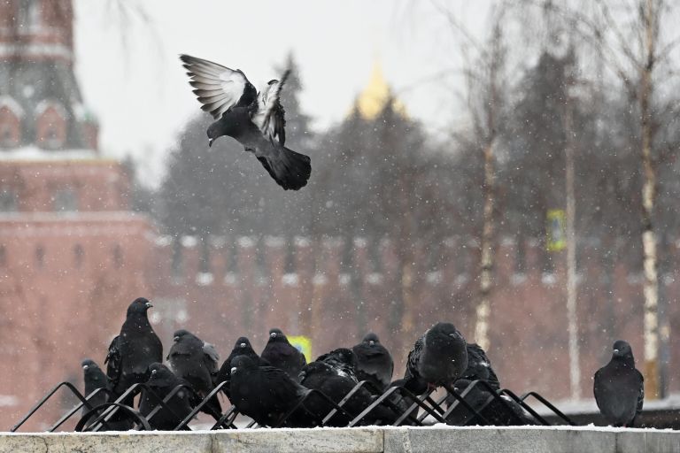 Голуби на улице в центре Москвы Голуби на улице в центре Москвы