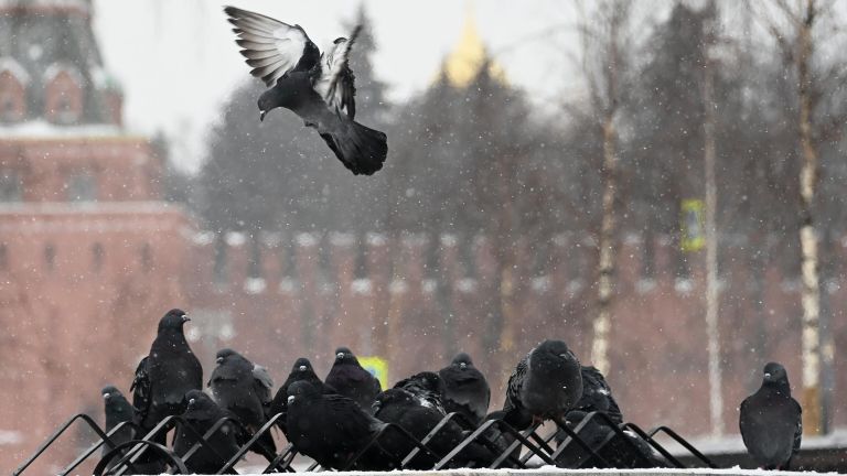 Голуби на улице в центре Москвы Голуби на улице в центре Москвы
