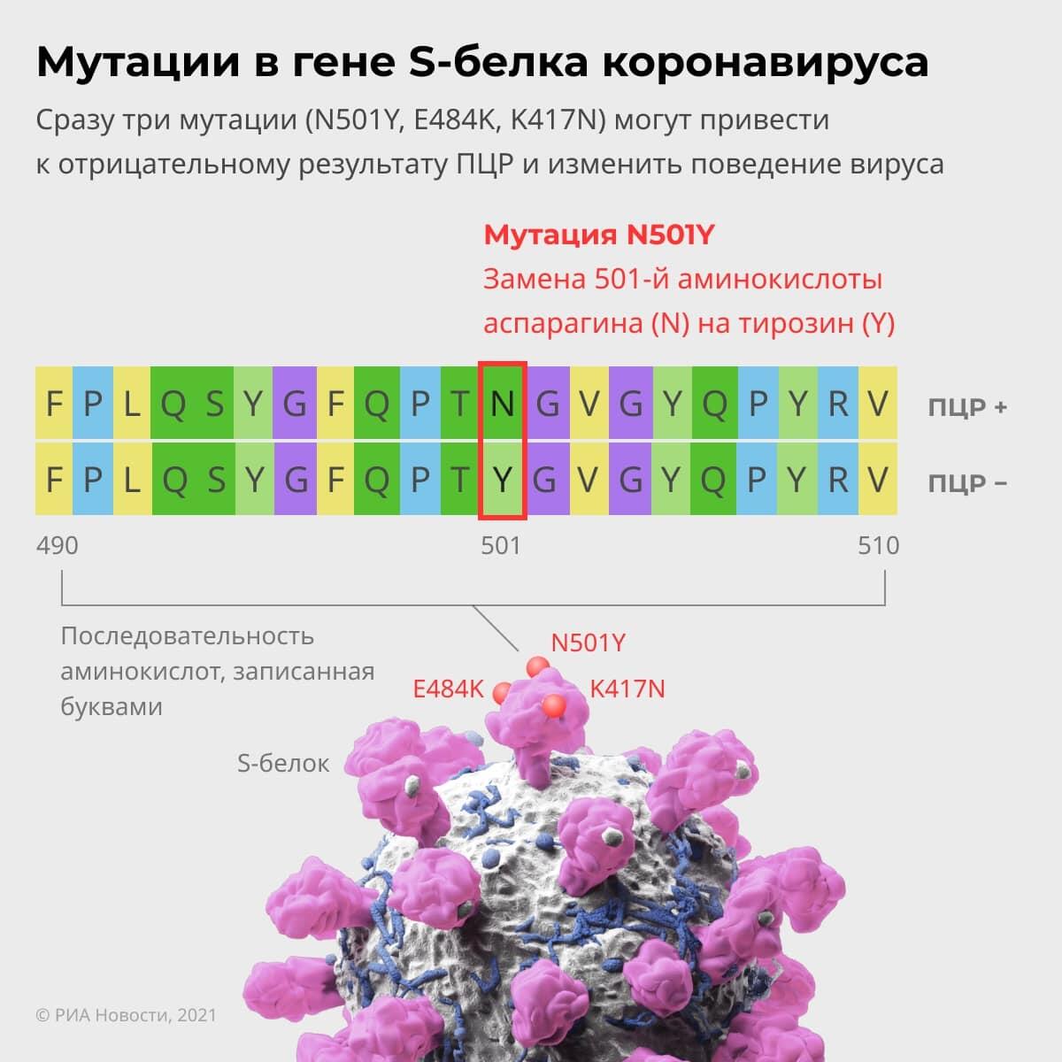 Мутация в гене S-белка коронавируса Мутация в гене S-белка коронавируса