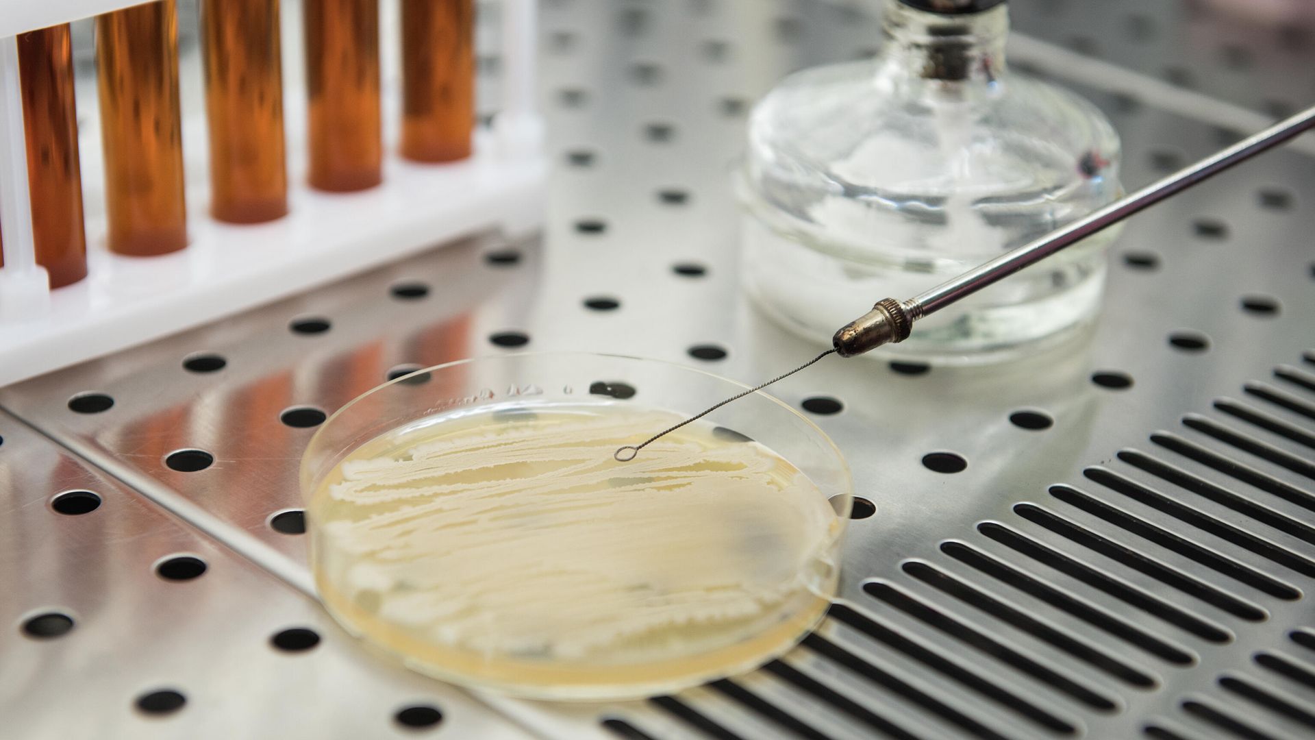 Пробиотик Bacillus subtilis в питательной среде Пробиотик Bacillus subtilis в питательной среде - РИА Новости, 1920, 16.08.2024