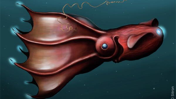 Адский кальмар-вампир Vampyroteuthis infernalis Адский кальмар-вампир Vampyroteuthis infernalis - РИА Новости, 1920, 18.02.2021