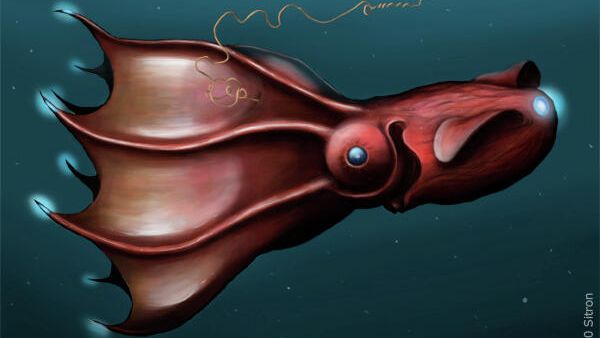Адский кальмар-вампир Vampyroteuthis infernalis Адский кальмар-вампир Vampyroteuthis infernalis - РИА Новости, 1920, 18.02.2021