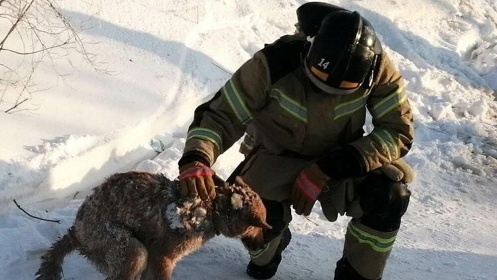 Спасатели в Лабытнанги (ЯНАО) спустя два дня после пожара в жилом доме нашли собаку под завалам Спасатели в Лабытнанги (ЯНАО) спустя два дня после пожара в жилом доме нашли собаку под завалам - РИА Новости, 1920, 24.02.2021