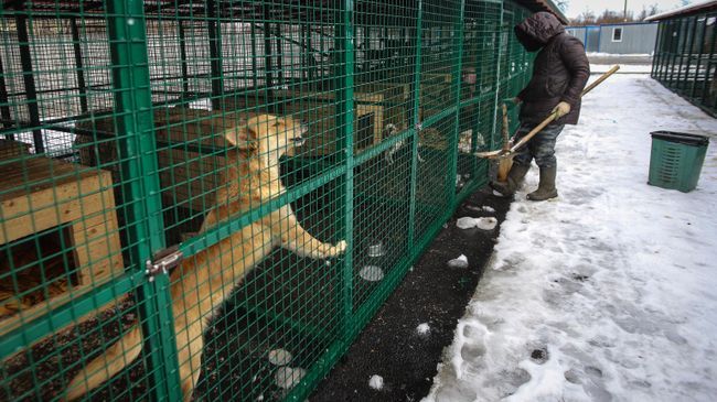 Бродячие собаки в вольере приюта