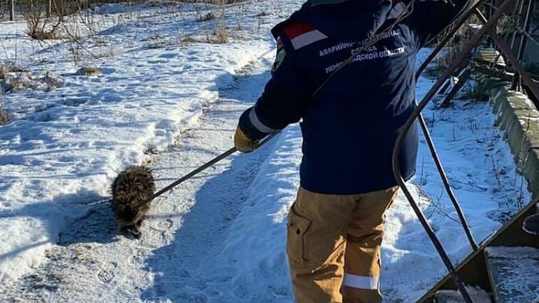 Спасение енотовидной собаки из очистных сооружений в Ленинградской области Спасение енотовидной собаки из очистных сооружений в Ленинградской области - РИА Новости, 1920, 05.03.2021