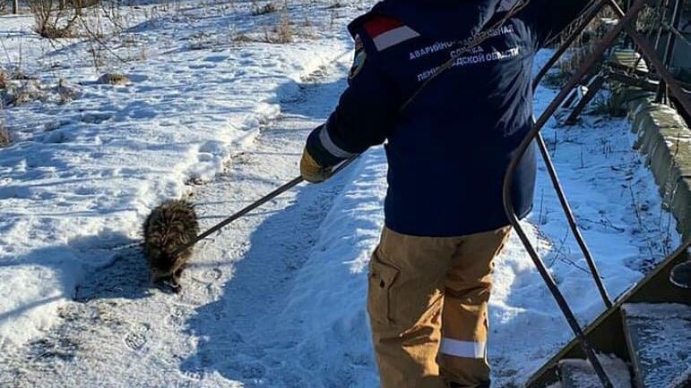 Спасение енотовидной собаки из очистных сооружений в Ленинградской области Спасение енотовидной собаки из очистных сооружений в Ленинградской области - РИА Новости, 1920, 05.03.2021