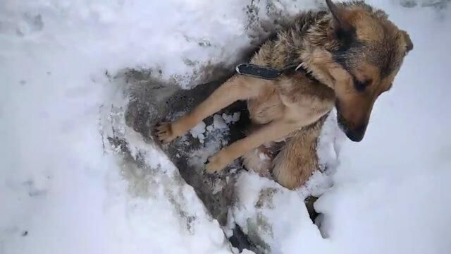 Сидел неподвижно около трассы: в Калужской области спасли вмерзшего в лед пса Сидел неподвижно около трассы: в Калужской области спасли вмерзшего в лед пса - РИА Новости, 1920, 09.03.2021