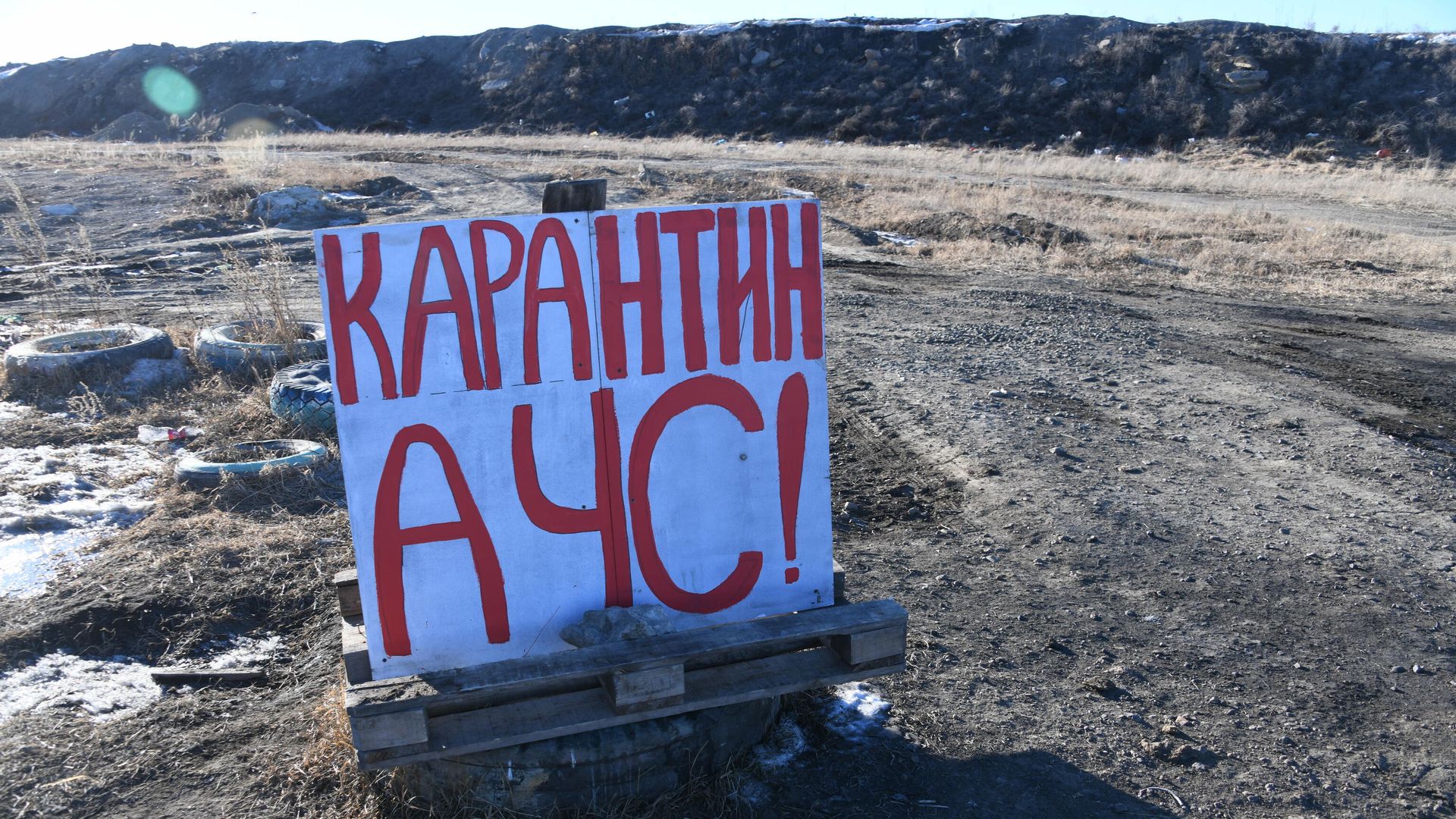 Вспышка африканской чумы среди животных Вспышка африканской чумы среди животных - РИА Новости, 1920, 29.10.2021