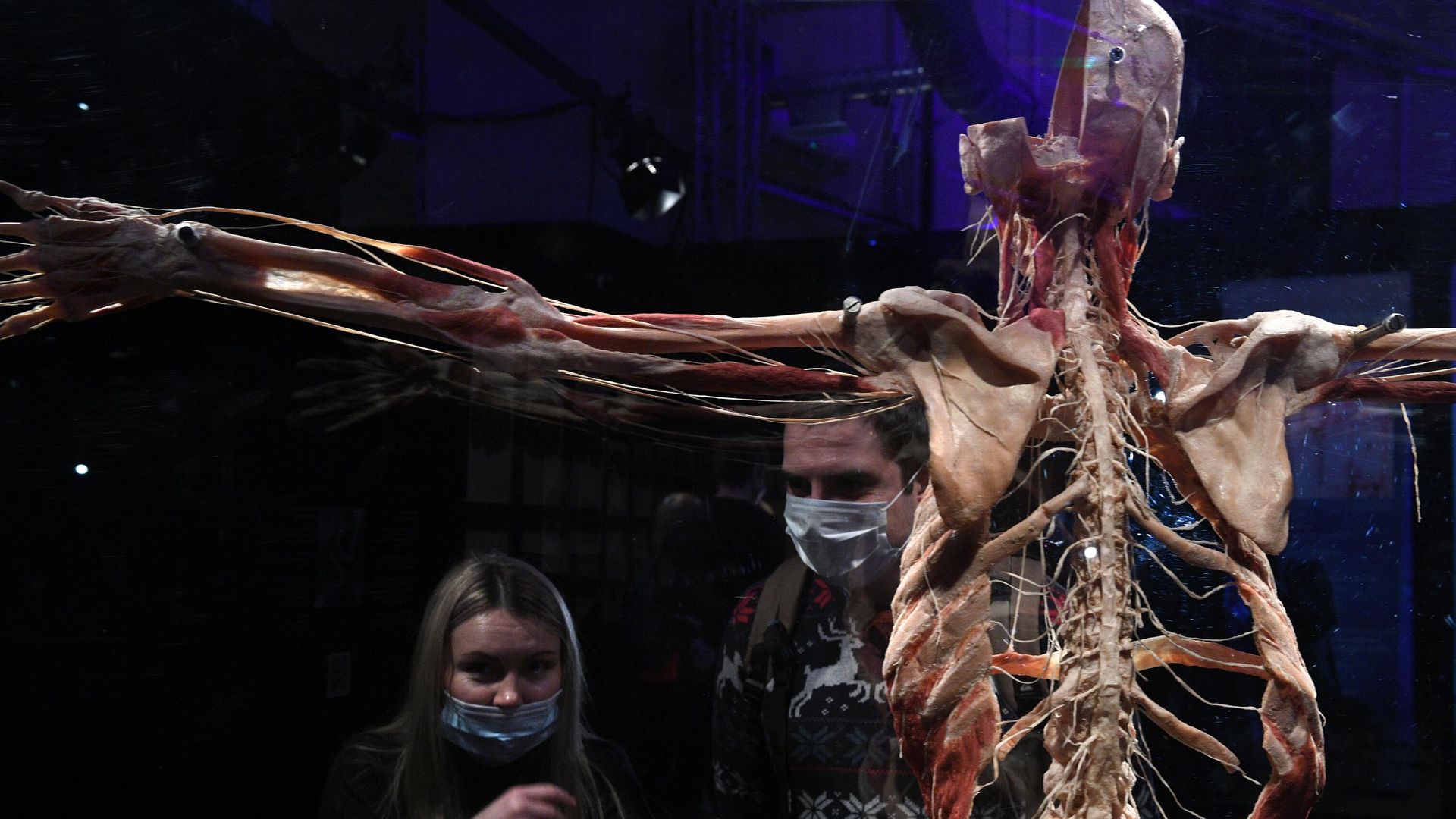 Выставка Body Worlds. Мир тела в Москве Выставка Body Worlds. Мир тела в Москве - РИА Новости, 1920, 13.03.2021