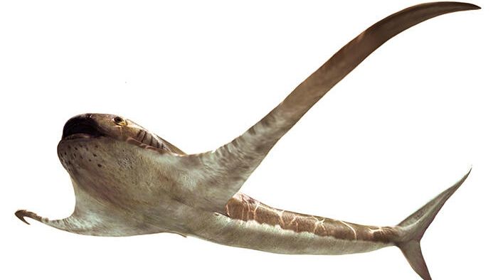 Художественная реконструкция крылатой акулы Aquilolamna milarcae Художественная реконструкция крылатой акулы Aquilolamna milarcae - РИА Новости, 1920, 18.03.2021