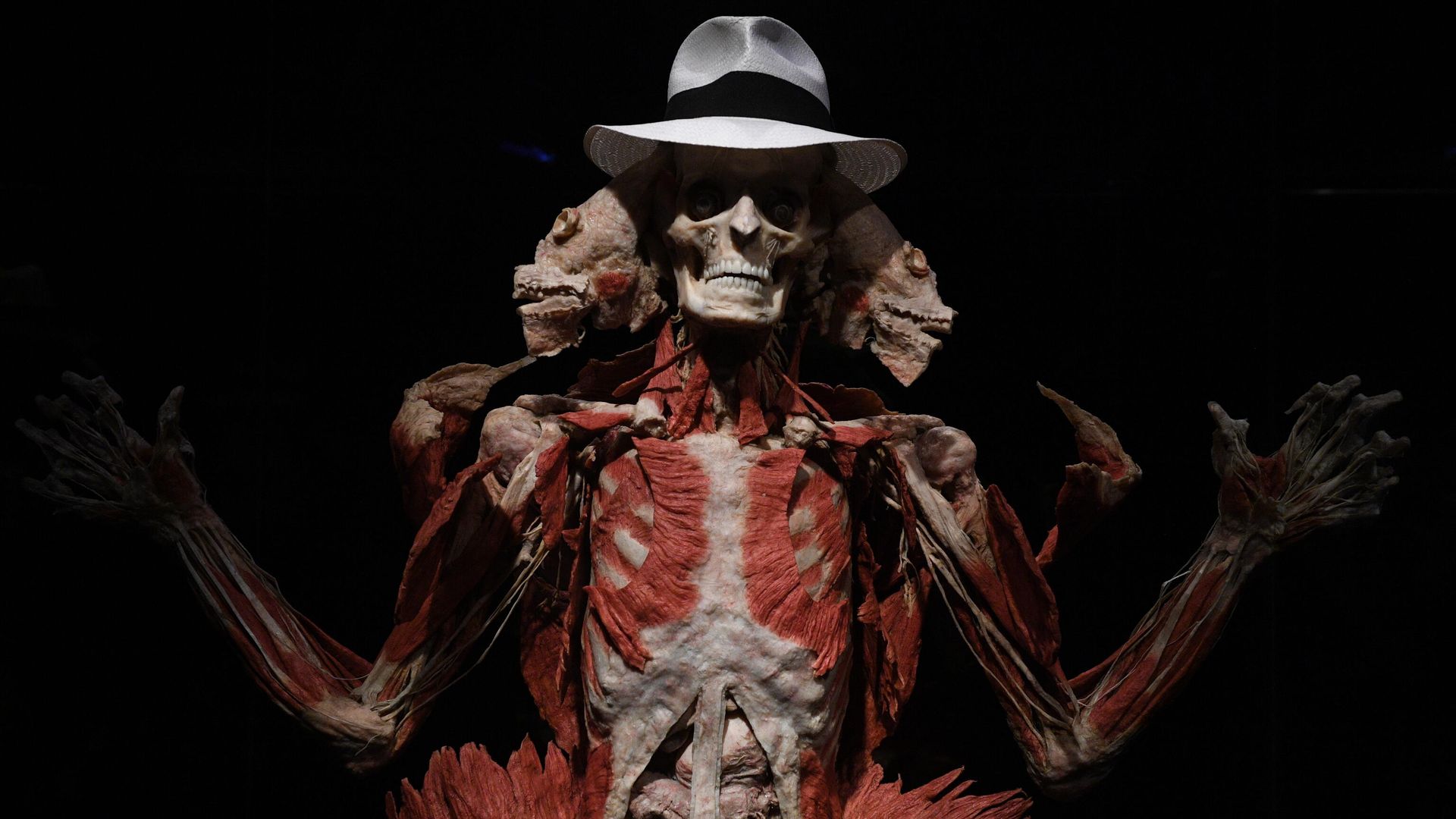 Экспонат на выставке Body Worlds. Мир тела в Москве Экспонат на выставке Body Worlds. Мир тела в Москве - РИА Новости, 1920, 24.03.2021
