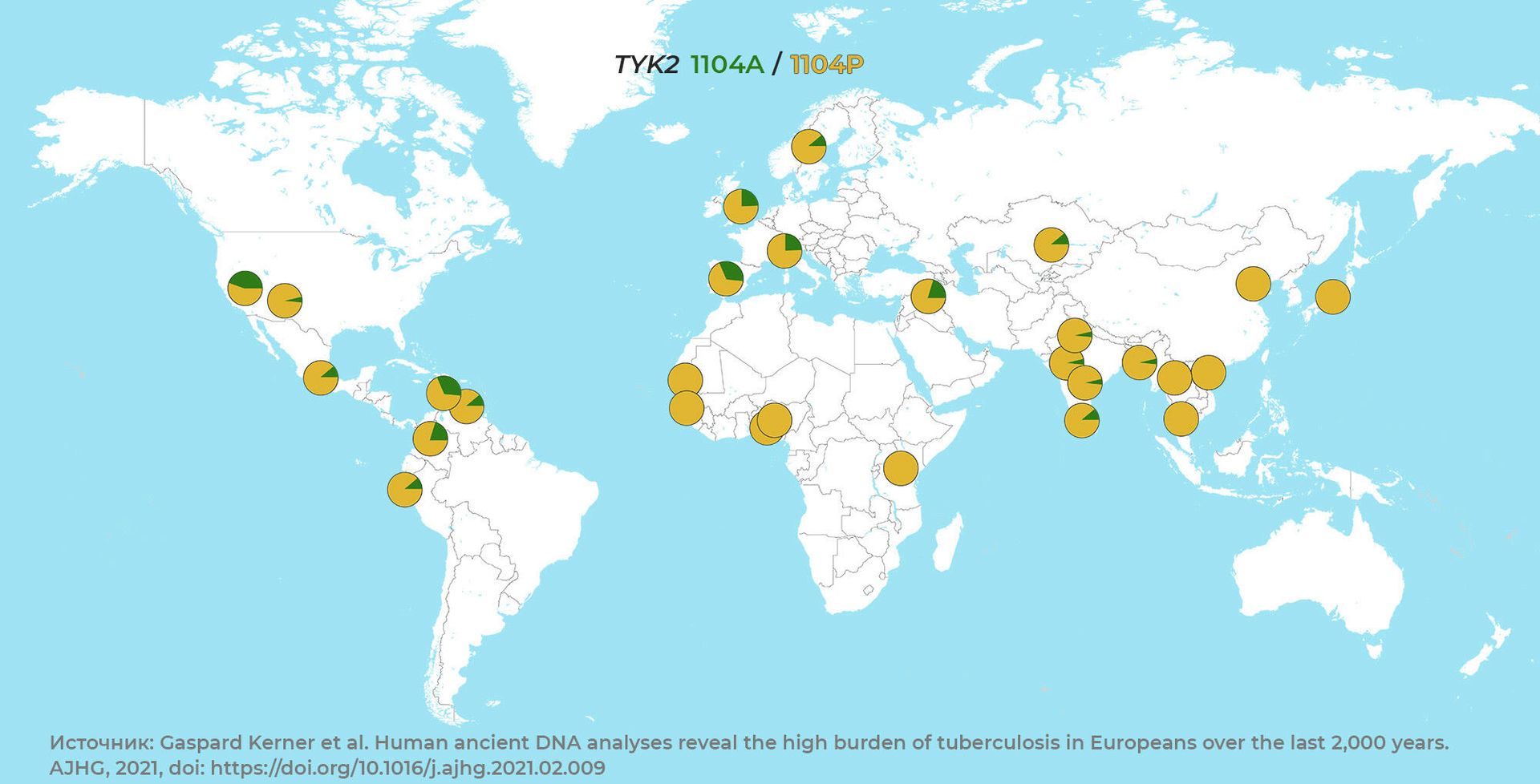 Распространение мутации TYK2 1104A (на рисунке обозначена зеленым), которая делает ее носителей особенно уязвимыми к туберкулезу. Сегодня она в большинстве стран мира она замещена мутацией TYK2 1104Р (на рисунке обозначена желтым) Распространение мутации TYK2 1104A (на рисунке обозначена зеленым), которая делает ее носителей особенно уязвимыми к туберкулезу. Сегодня она в большинстве стран мира она замещена мутацией TYK2 1104Р (на рисунке обозначена желтым) - РИА Новости, 1920, 30.03.2021