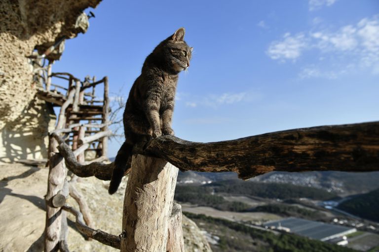 Кошка на территории пещерного монастыря Челтер-Мармара Кошка на территории пещерного монастыря Челтер-Мармара