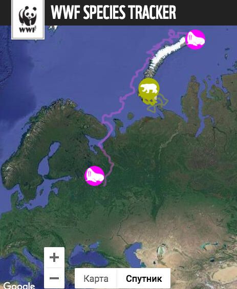 Несколько животных, помеченных GPS-трекерами на Новой Земле прошлым летом, миновали Архангельск и продолжают движение на юг, вверх по течению Северной Двины Несколько животных, помеченных GPS-трекерами на Новой Земле прошлым летом, миновали Архангельск и продолжают движение на юг, вверх по течению Северной Двины - РИА Новости, 1920, 01.04.2021