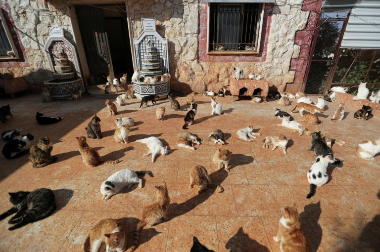 Кошачий приют в сирийском Идлибе Кошачий приют в сирийском Идлибе