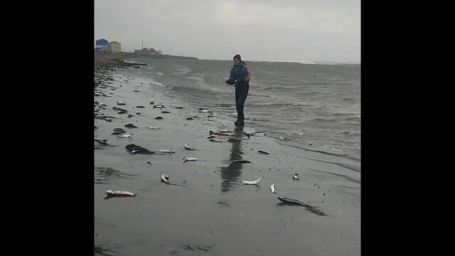 Побережье Сахалина усыпало тихоокеанской сельдью во время нереста Побережье Сахалина усыпало тихоокеанской сельдью во время нереста - РИА Новости, 1920, 04.04.2021