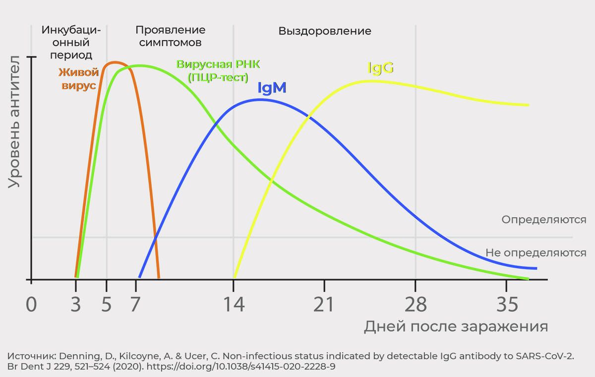 График скорости исчезновения разных антител График скорости исчезновения разных антител - РИА Новости, 1920, 22.04.2021