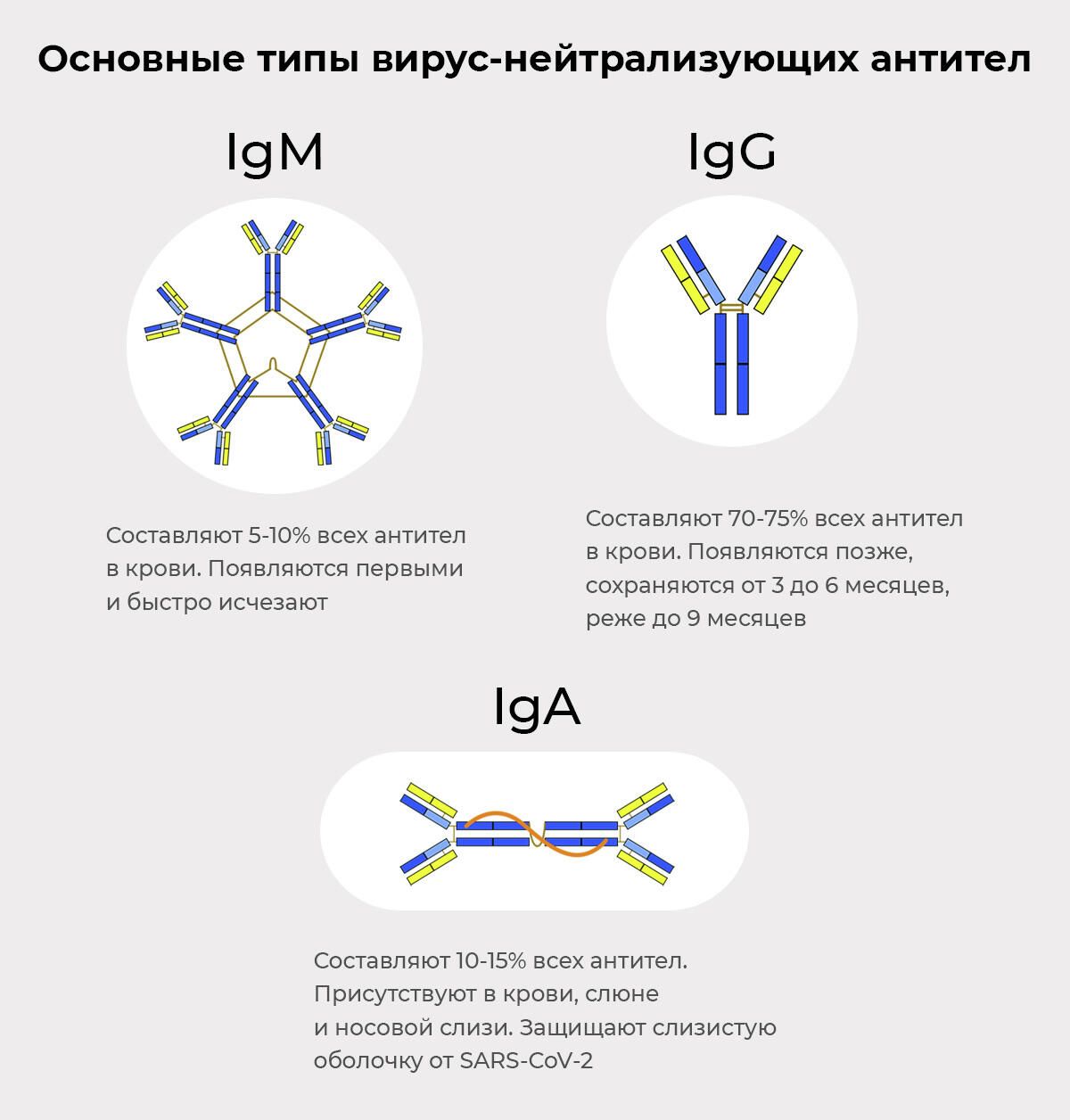 Основные типы антител Основные типы антител - РИА Новости, 1920, 22.04.2021