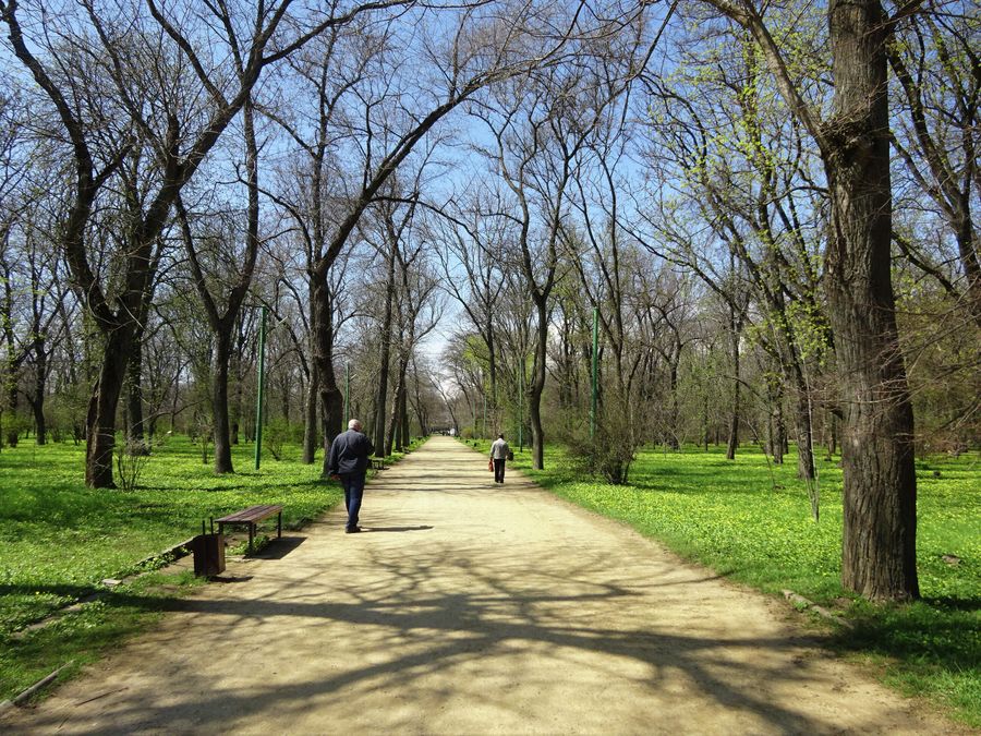 Аллея в Паке Горького Аллея в Паке Горького