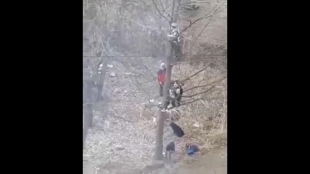 Школьники спасаются на дереве от стаи бродячих собак Школьники спасаются на дереве от стаи бродячих собак - РИА Новости, 1920, 29.04.2021