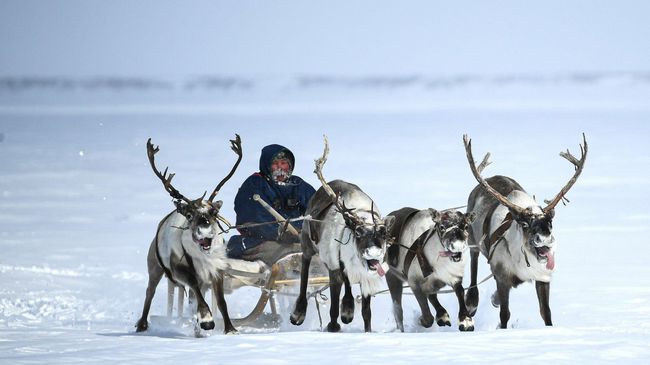 Оленеводы Таймыра Оленеводы Таймыра